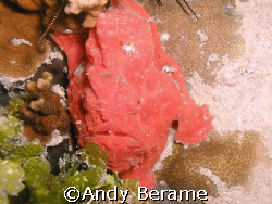 a red frogfish @ the mouth of agus cove, mactan island, c... by Andy Berame 